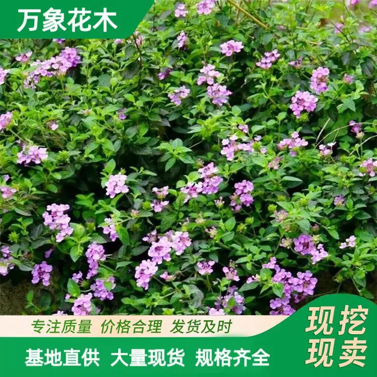 基地蔓马缨丹150杯苗 紫花马樱丹 庭院绿化地被景观花苗 蔓马樱丹