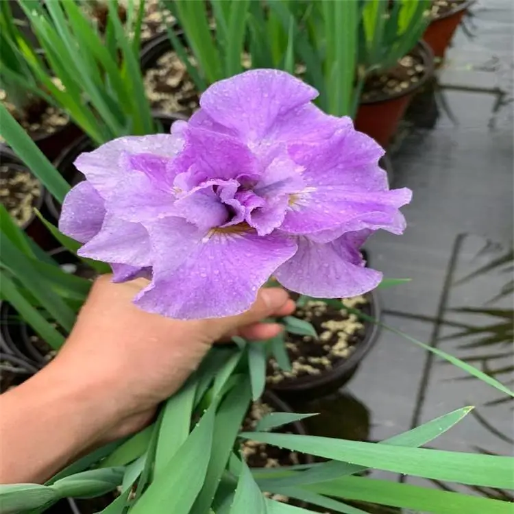 西伯利亚鸢尾水生绿化栽植小苗小区庭院关于池塘点缀基地批发直供