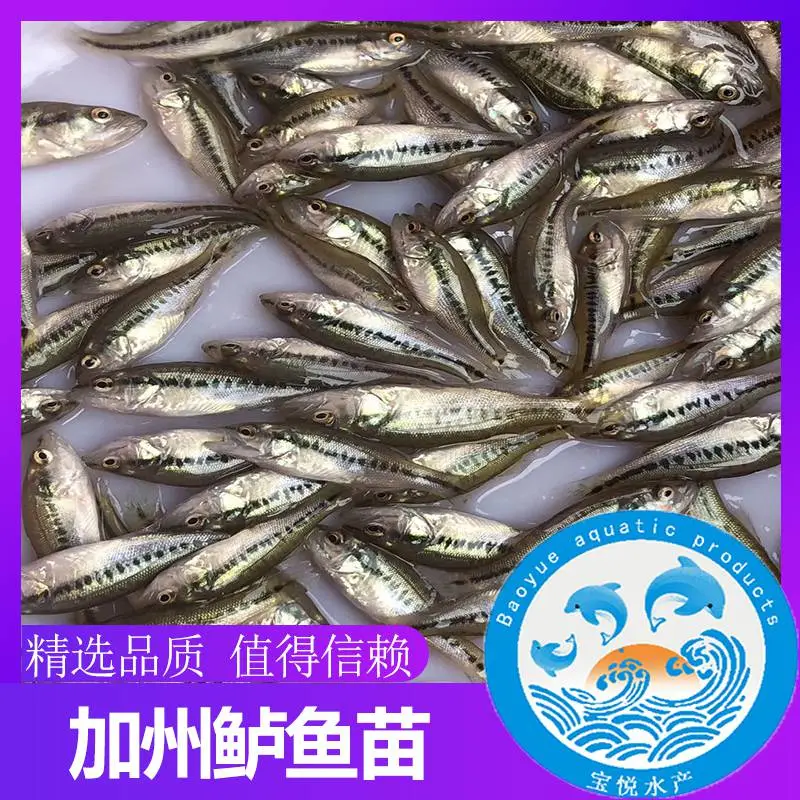 河南郑州成活***加州鲈鱼苗的培育 澳洲宝石鲈鱼苗批发采购