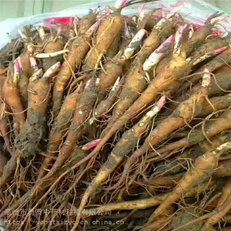 勇泰中药材 赤芍苗*** 赤芍苗产地批发
