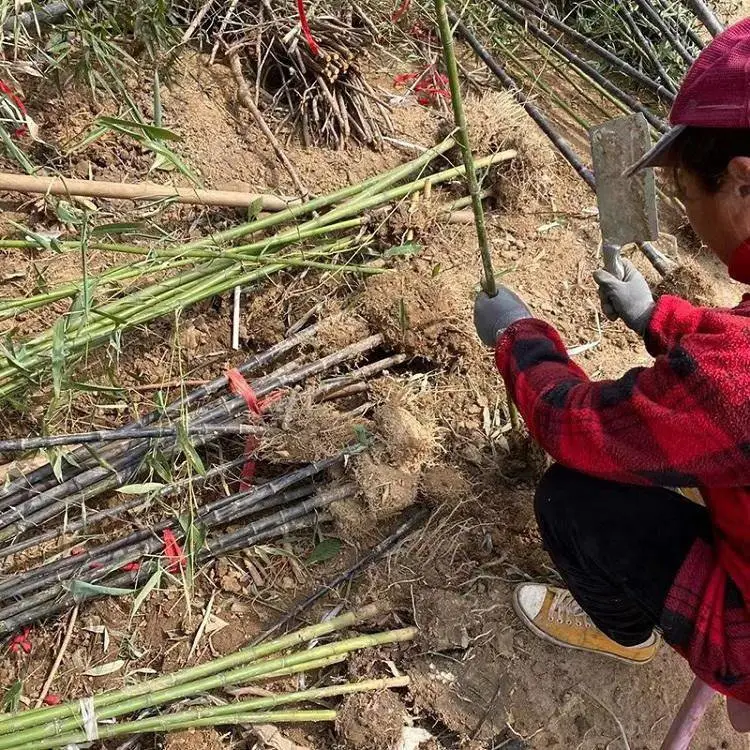 四季竹子苗 庭院地栽 ***竹绿化植物室内盆栽耐寒黄金紫罗汉竹苗