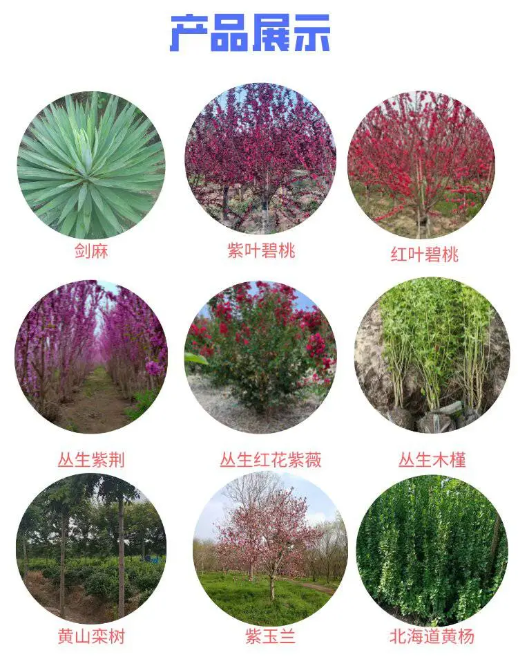 郑州棣棠球图片鑫凯花卉常年供应量大***