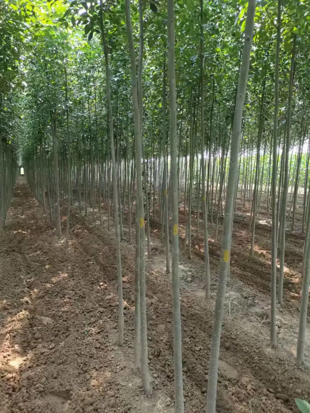 山东聊城阳谷速生白蜡树苗木基地批发,2公分，4公分，5公分白蜡小苗产地报价,白蜡苗木供应商厂家上车价格