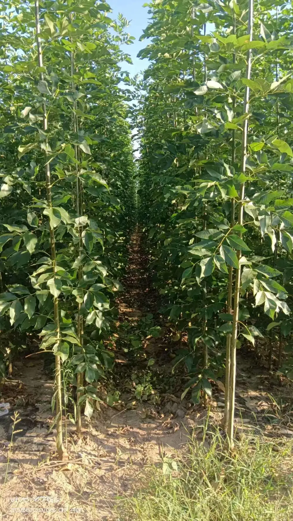 山东临沂兰山速生白蜡树苗木基地批发,2公分，4公分，5公分白蜡小苗产地报价,白蜡苗木供应商厂家上车价格