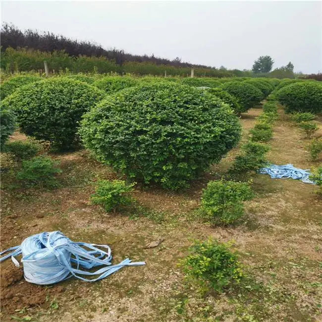 红叶李种植基地-行道绿化红叶李-紫叶李供应