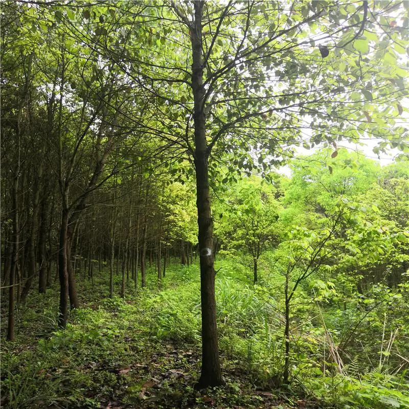 广东梅州毛杜鹃小苗的价格相互信任