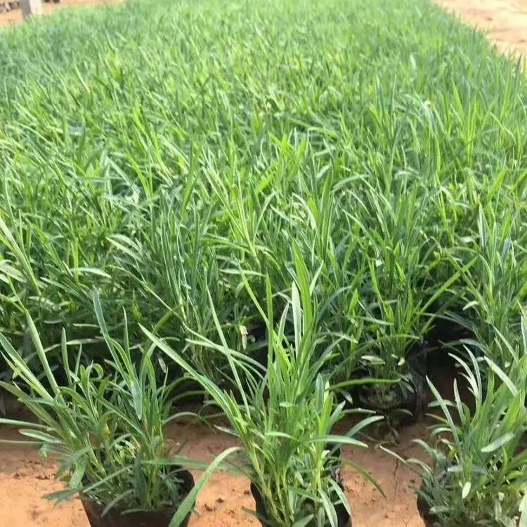 甘肃常夏石竹 绿化用时令草花 常夏石竹价格