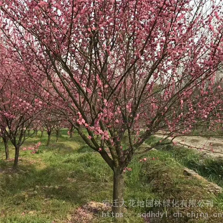 大花地园林 出售嫁接红梅树 9公分10公分红梅基地 欢迎选购