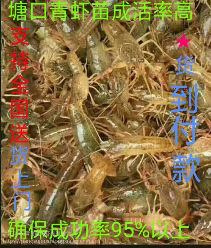 种虾 小龙虾 青虾 成品虾及养殖设备 养殖技术 水质检测