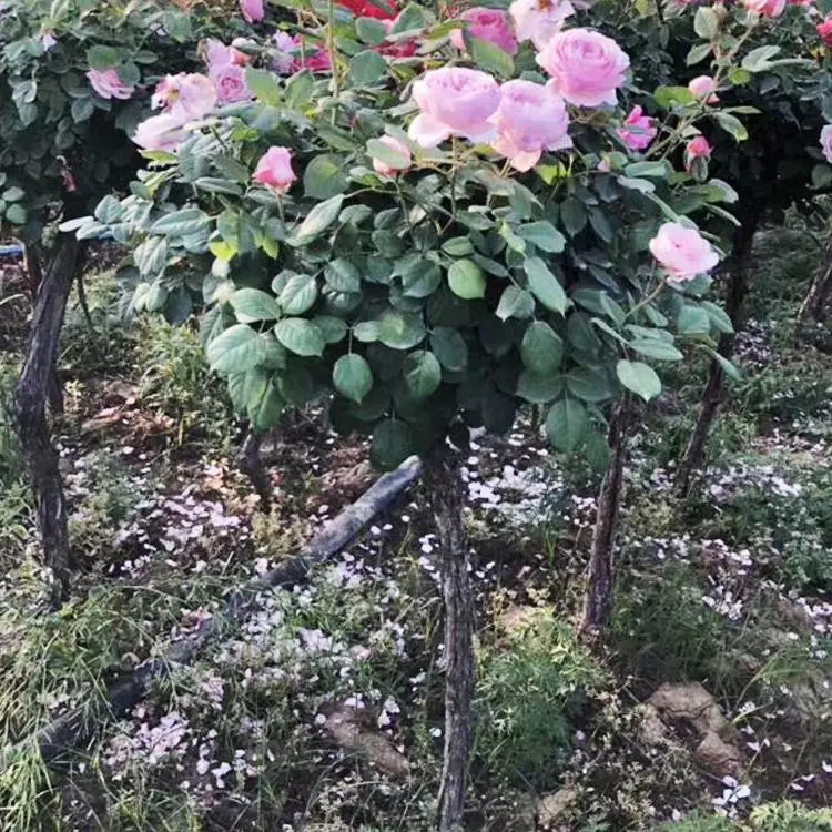 江西树状月季 绿化草花 树状月季小苗价格 兴东花卉