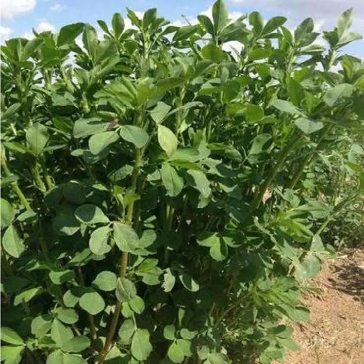 紫花苜蓿种子 多年生四季南北方牧草坪籽芽苗菜绿化蜜源绿肥包邮