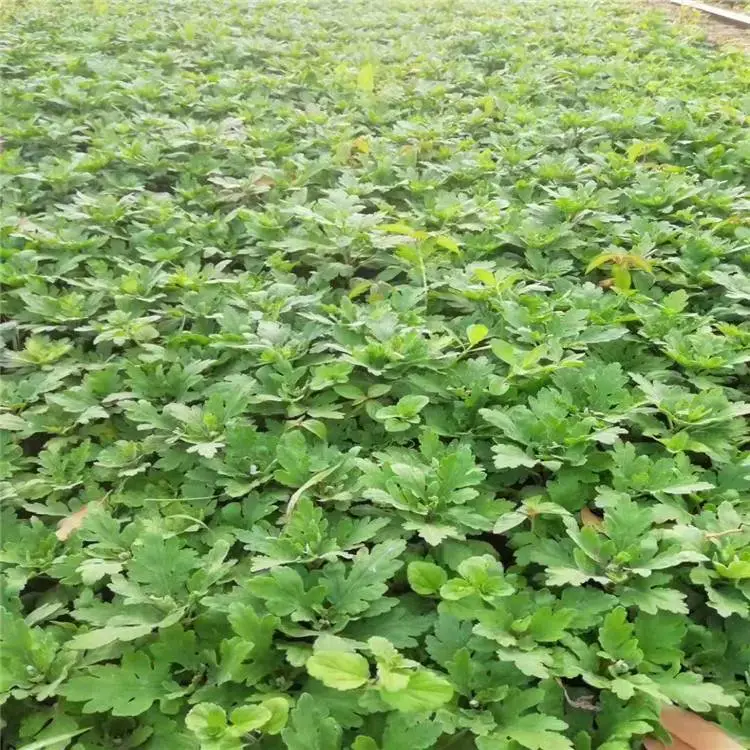 勇泰中药材 国庆菊花苗价格 抗病高产菊花苗批发