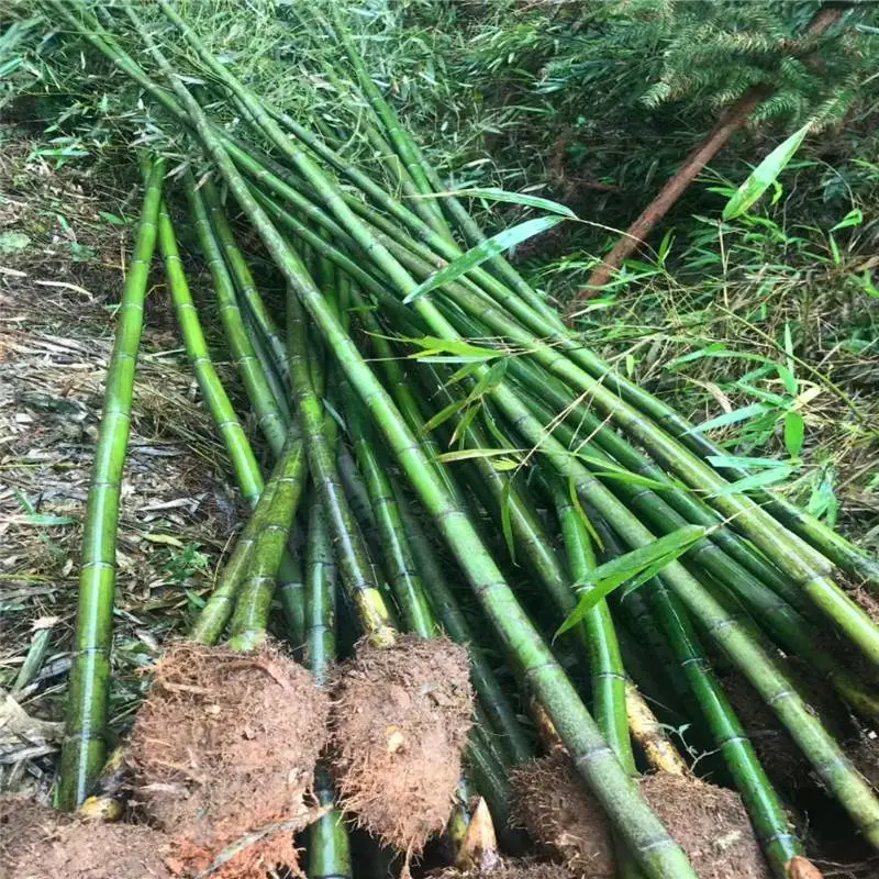 福建福州春鹃小苗厂里别具匠心