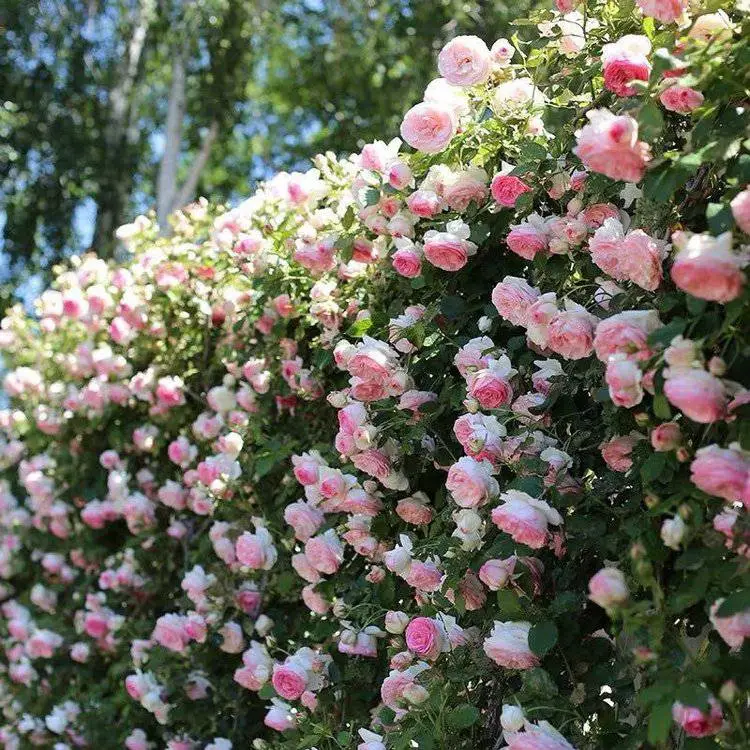 基地大量供应爬藤月季花苗 欧月花苗藤本月季 大花月季