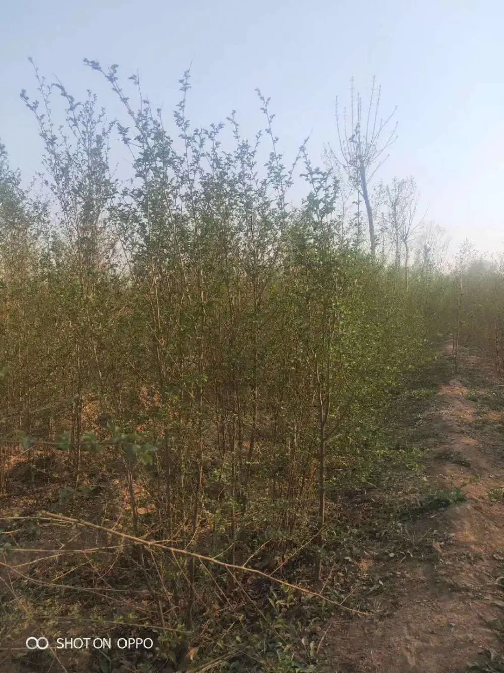 陕西宝鸡二乔苗木榆树苗批发基地上车价格,2米高榆树苗基地,榆树小苗产地报价
