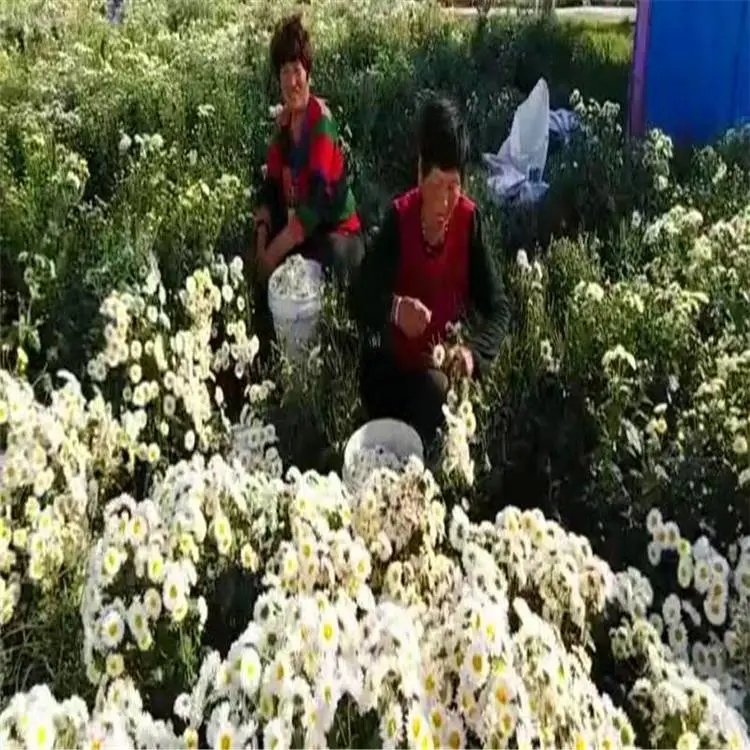 勇泰中药材 国庆菊花苗价格 抗病高产菊花苗批发