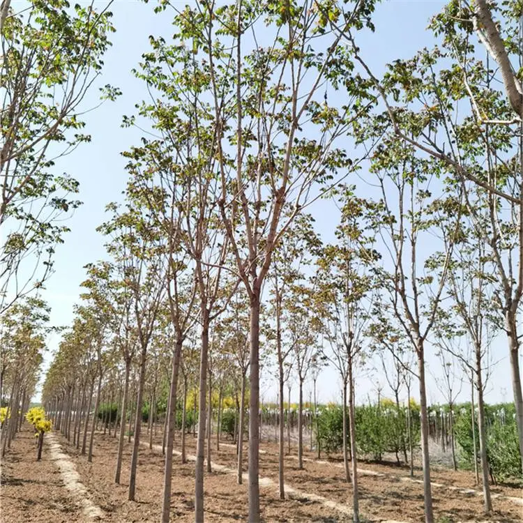 15厘米千头椿-质量优良-公路绿化-远销湖北黄冈鄂州黄石