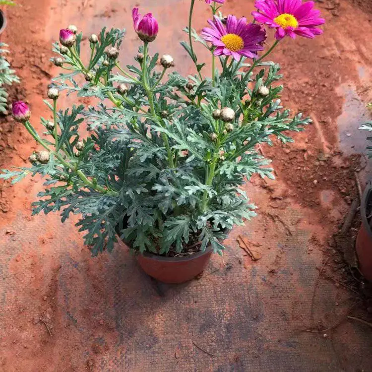 玛格丽特 地被草花供应 公园花坛工程苗 好管理 使用场景多