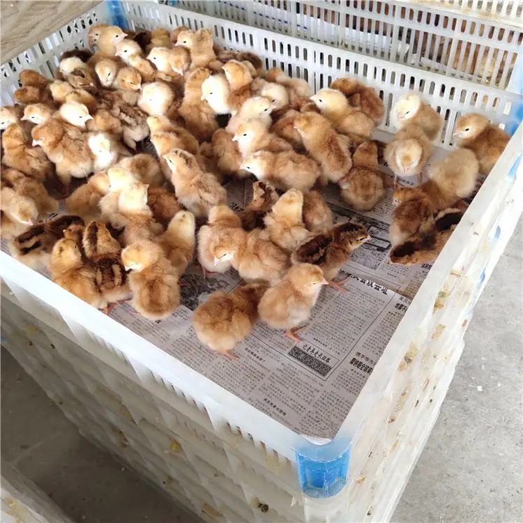 来凤附近鸡苗出售红公鸡苗新麻六鸡苗