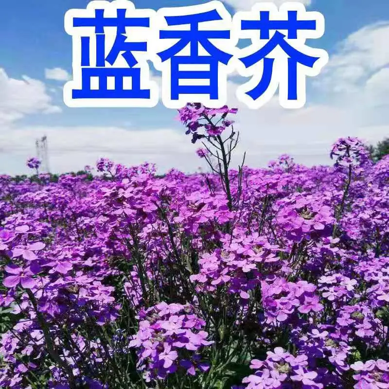 蓝香芥花种子 欧亚香花芥 春秋播种 室外 庭院景观花卉种子 花海植物种子 花镜植物