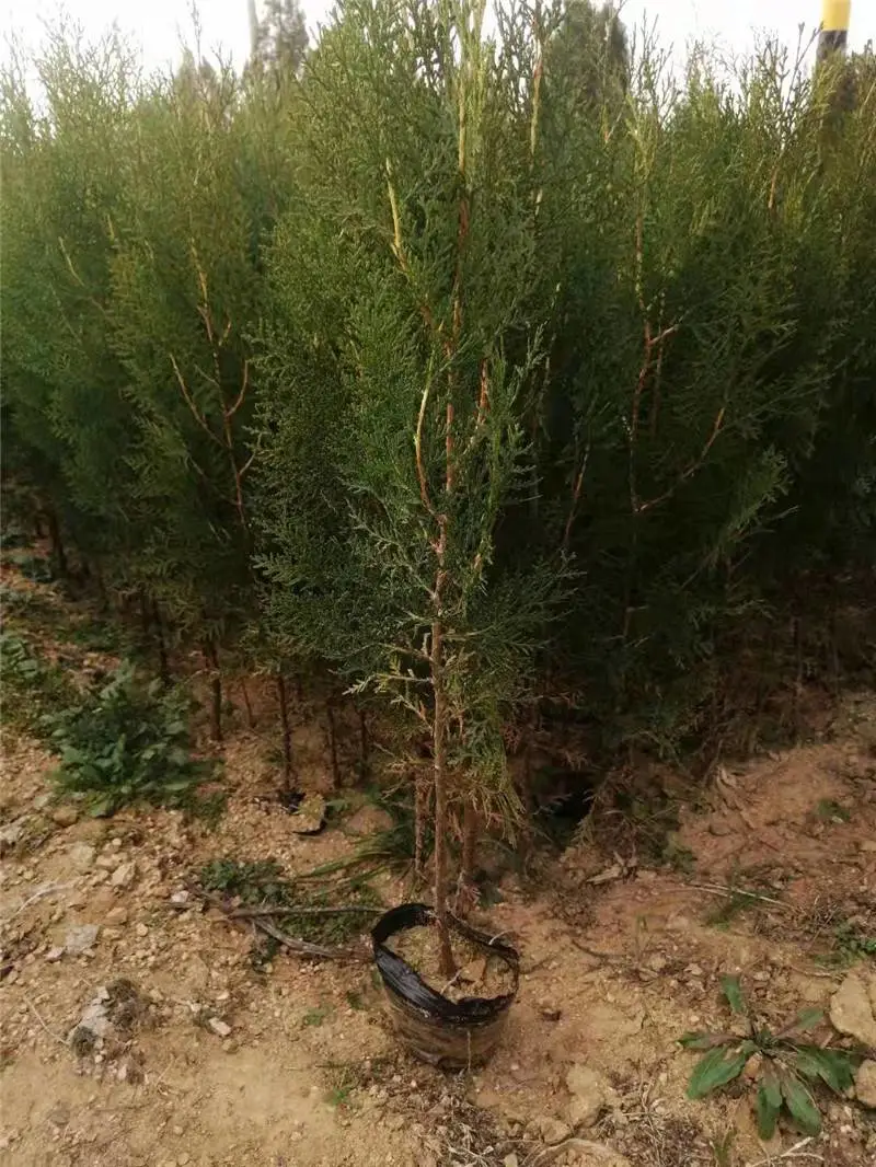 多分枝 塔柏塔柏苗塔柏树苗 蜀桧球柏树 大量供应