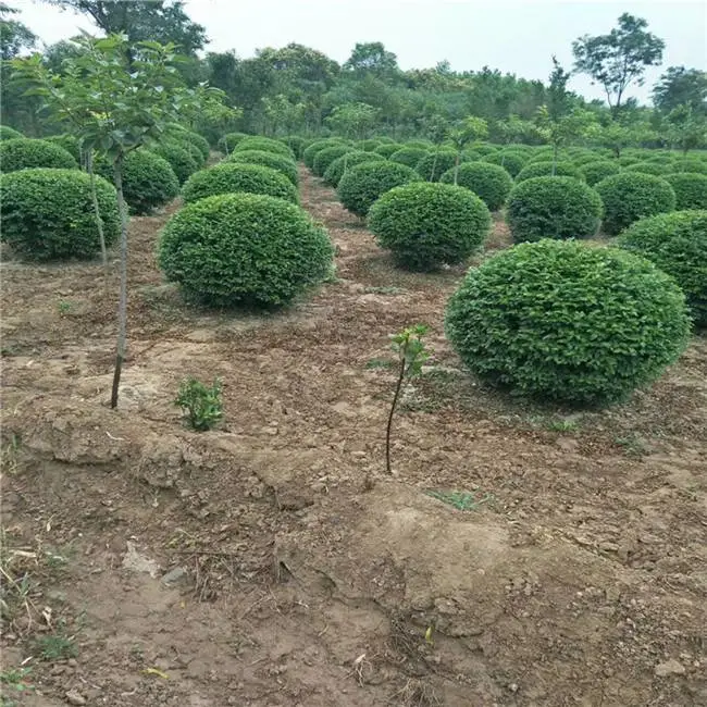 陕西红叶李-低分支红叶李-绿化苗木基地