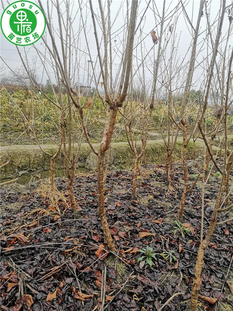 今年红妃樱桃苗地径3公分樱桃苗,当年挂果红妃樱桃苗