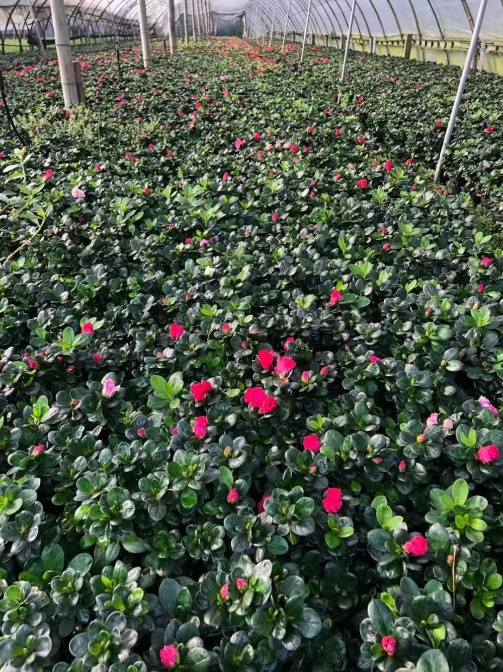 湖南湘潭西洋鹃怎么养种植基地还有杜鹃
