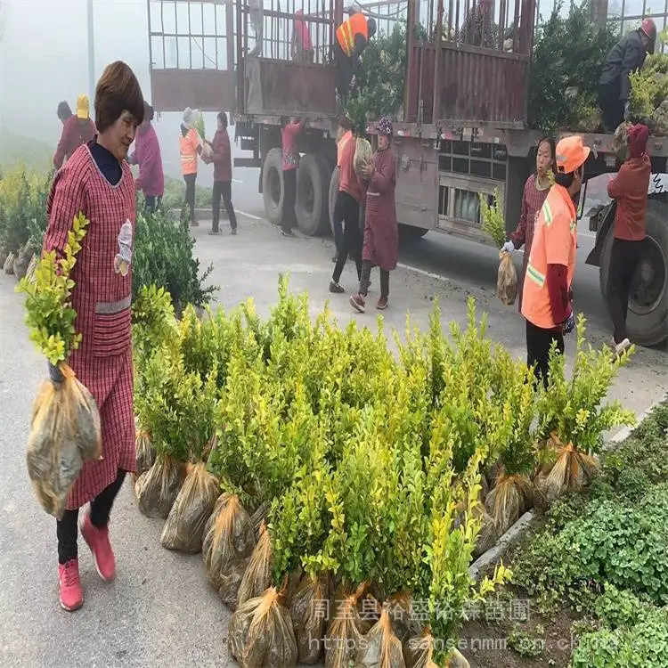 西安周至苗木-红枫树西安周至便宜出售-周至大叶黄杨