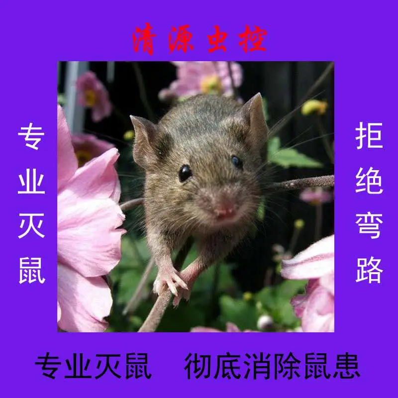 【清源虫控】南京镇江工厂宿舍正规灭耗子咨询电话