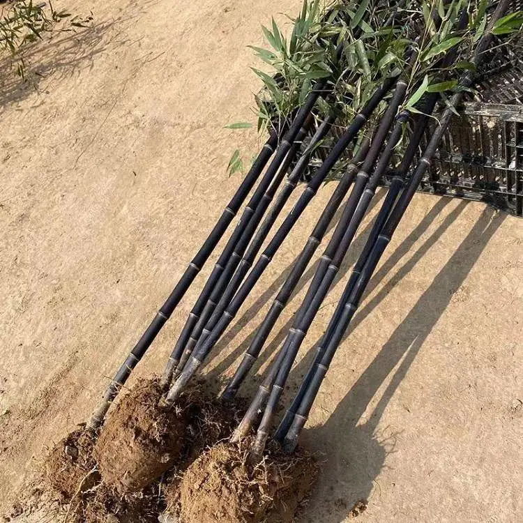 青竹树苗 罗汉竹苗佛肚竹盆栽庭院室内观赏四季常青植物