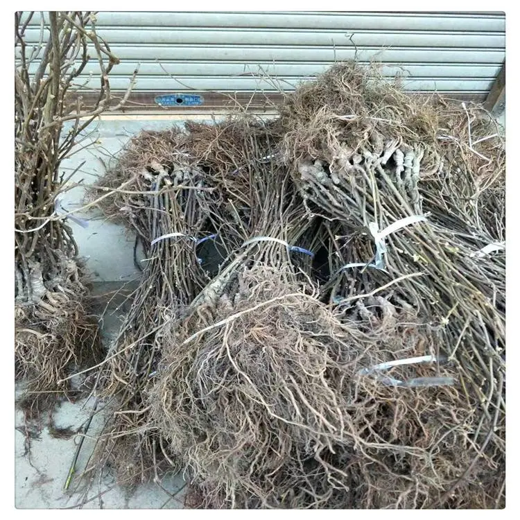 出售猕猴桃苗猕猴桃苗图片 软枣猕猴桃苗 0.5公分猕猴桃树批发