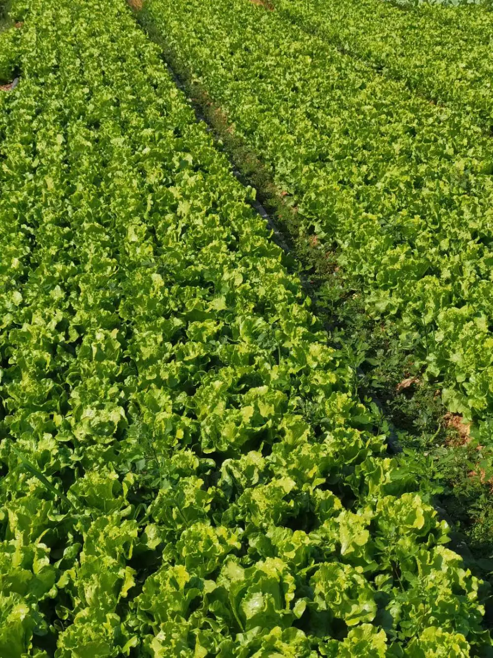 大岭山镇水果蔬菜配送平台自有种养殖基地本送货上门