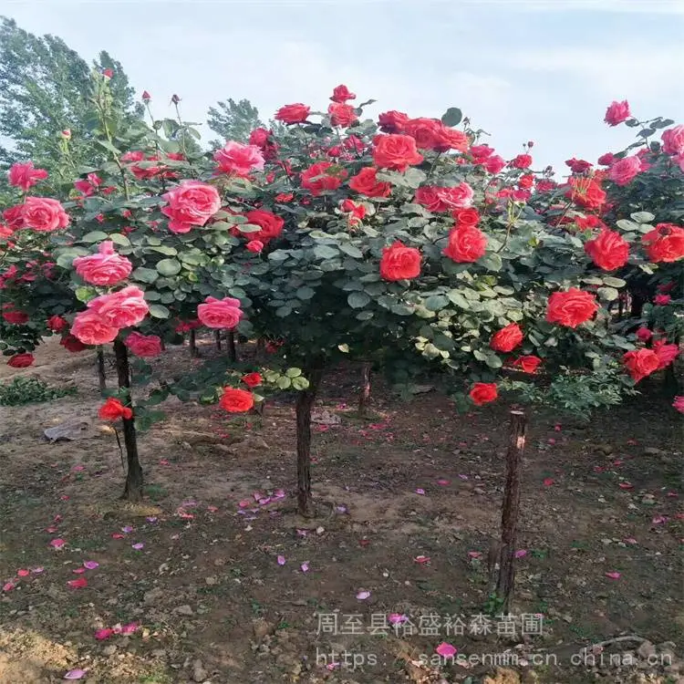 裕盛黄帽月季-庭院美化造景-多色树状月季