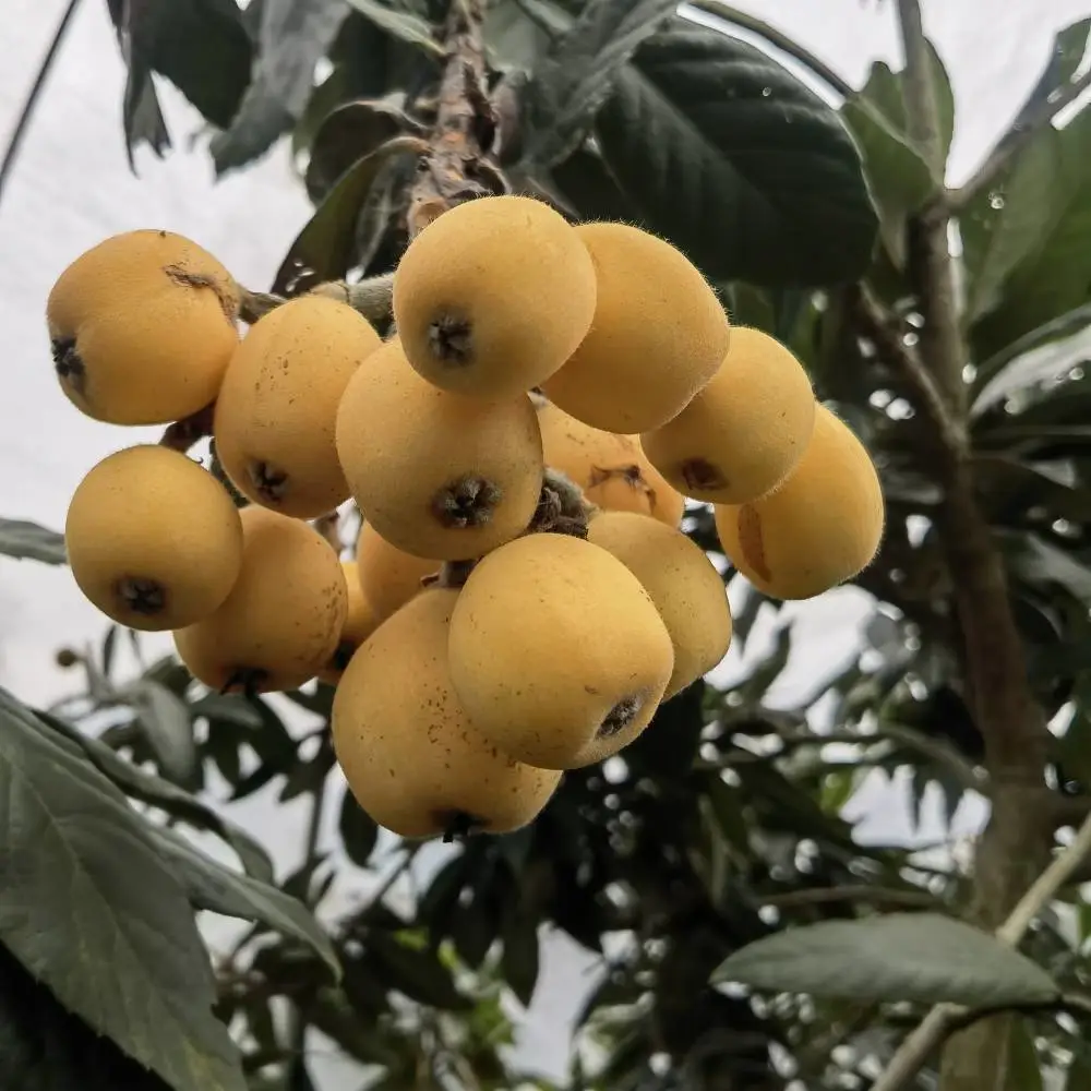 白玉枇杷苗批发 新白七号枇杷苗批发 白雪枇杷苗批发 江西白枇杷苗 基地直发