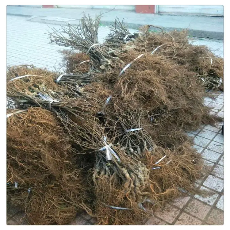 出售猕猴桃苗猕猴桃苗价 黄金果猕猴桃苗 猕猴桃苗几年结果