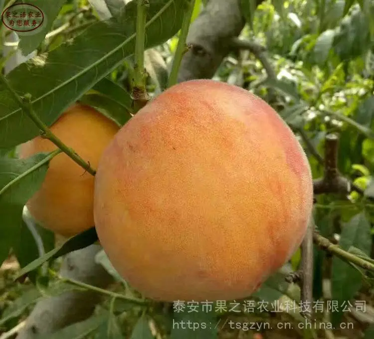 新品种桃树苗:金秋王桃苗、金秋王桃苗定购热线