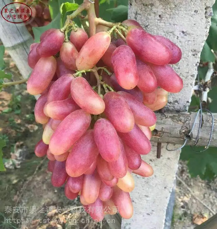 葡萄树苗、甜蜜蓝宝石葡萄苗、金田蜜葡萄树苗批发
