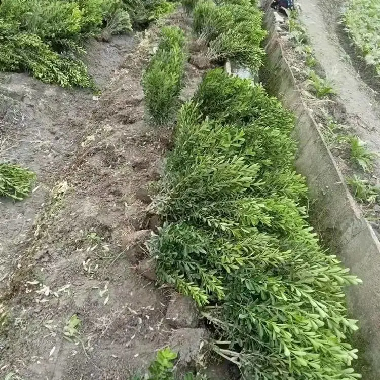 小叶黄杨大杯 小杯 地苗 成都苗木基地货源 公园花坛花箱绿化苗木品种