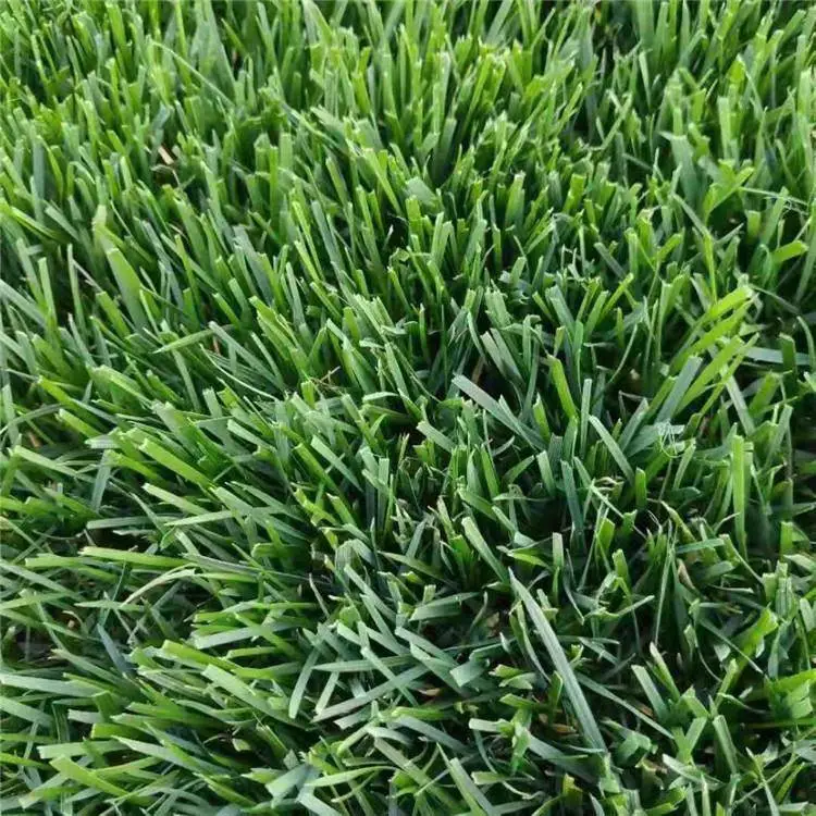 出售草坪火棘种子包衣紫粒苋草籽金萱草花种籽本地