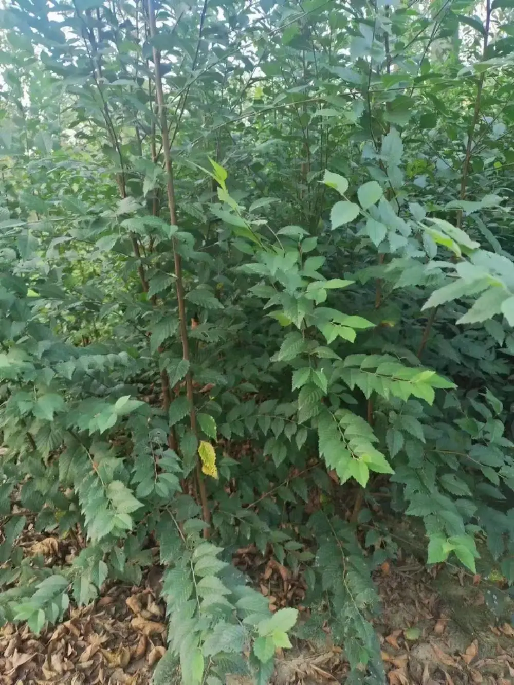 陕西咸阳二乔苗木榆树小苗基地装车价格,1米高榆树苗厂家批发,榆树小苗产地报价
