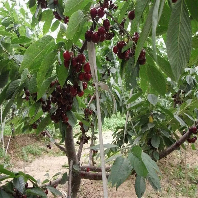 云南昆明福晨樱桃苗|欢迎来电