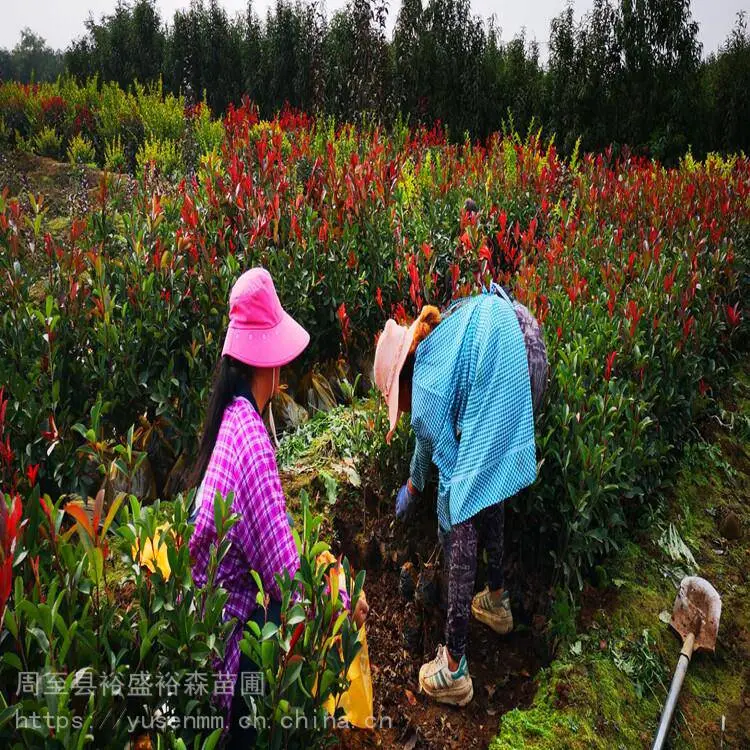 北方苗木基地 绣线菊 种子花苗园林 龙爪槐