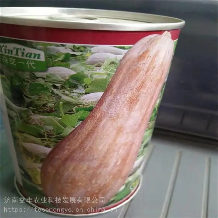 香芋南瓜种植技术 南瓜种子价格 现货供应 益丰种业