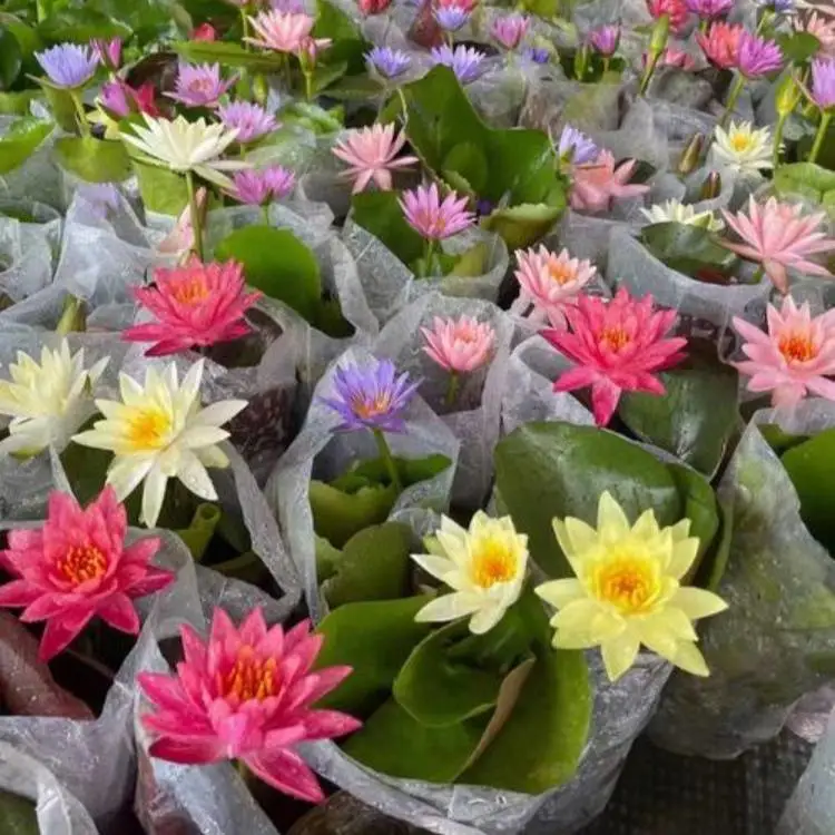 睡莲种苗根块水体净化植物公园小区水景造景工程绿化水生花卉