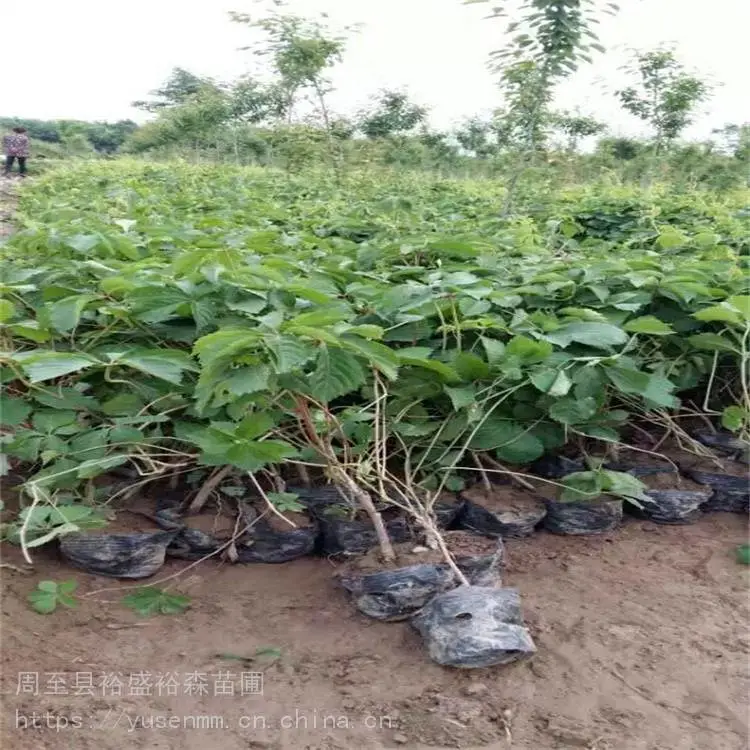 渭南供应爬山虎 阳台遮阴爬藤苗h67