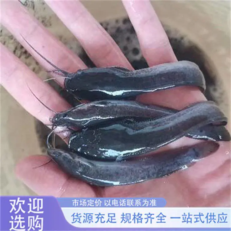 埃及塘鲺鱼苗 全国包活发货生长速度快效益高 鲲腾水产
