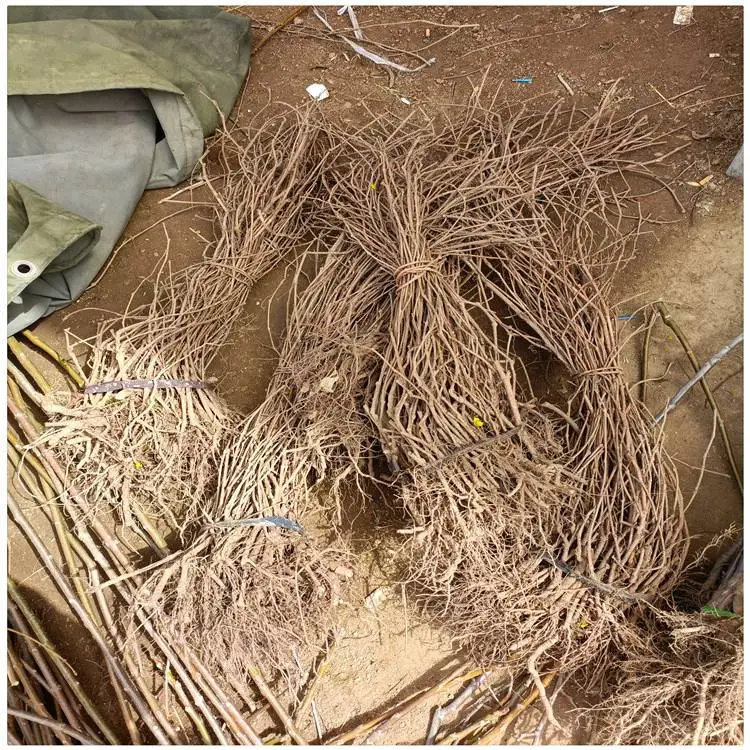 内蒙古绿化用五叶地锦 爬山虎幼苗 爬山虎苗种植方法