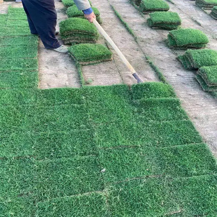 巴 中 草籽草坪特点 好管理耐踩踏的草皮几个钱 花叶芒