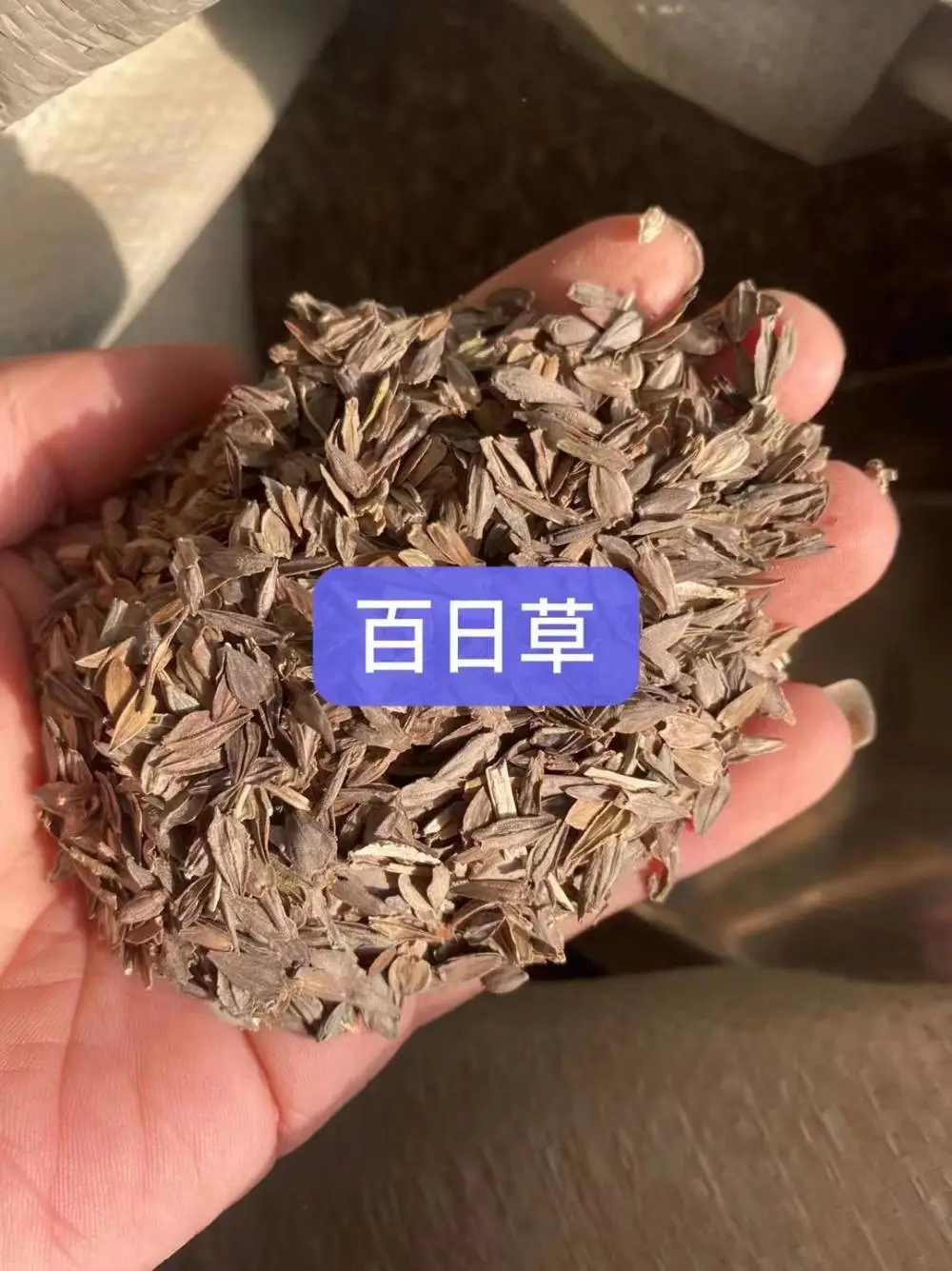 茼蒿菊松叶菊花籽马莲花种子飞燕草箭舌豌豆草籽红天竹马褂木油松